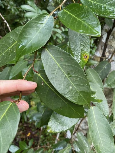 Ficus pantoniana, photographed by Greg Tasney