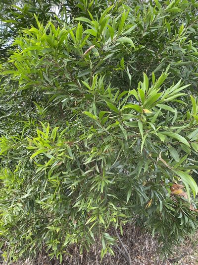 Acacia polystachya, photographed by Greg Tasney