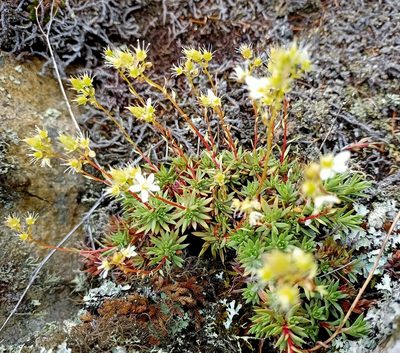 Saxifraga mucronulata, photographed by Владимир Преловский