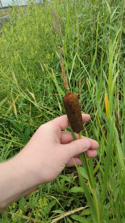 Typha incana, photographed by Yurii Basov