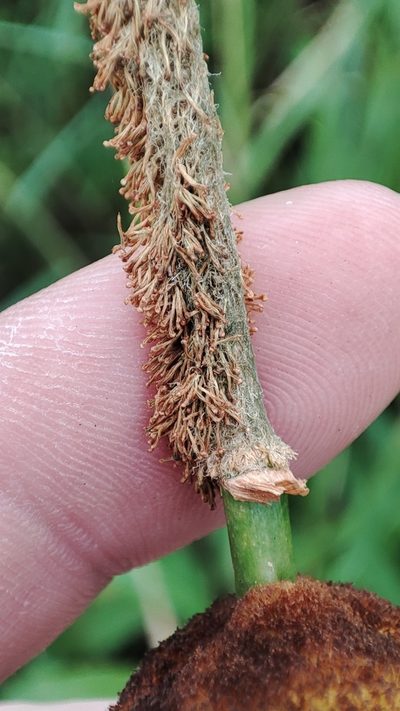 Typha incana, photographed by Yurii Basov