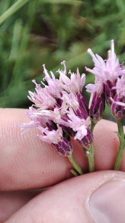 Saussurea salsa, photographed by Yurii Basov