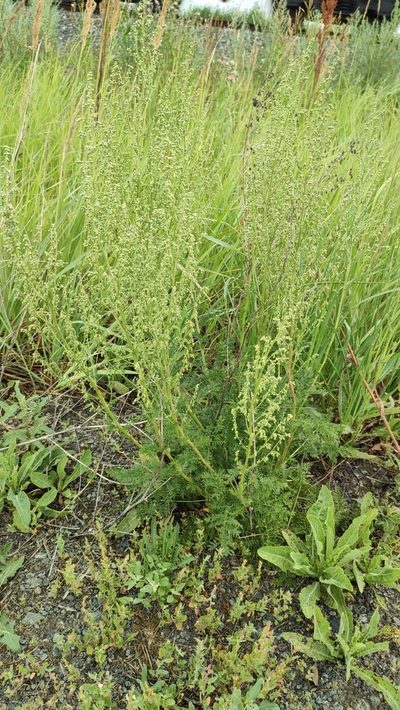 Artemisia laciniata, photographed by Yurii Basov