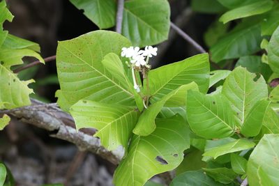 Guettarda speciosa, photographed by Greg Tasney
