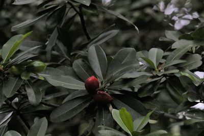 Cerbera manghas, photographed by Greg Tasney
