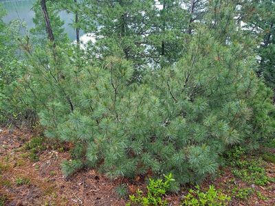 Pinus pumila, photographed by Владимир Преловский