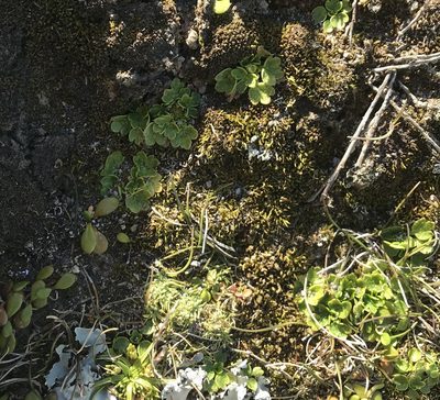 Ranunculus recens, photographed by hjcjim