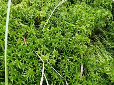 Sphagnum girgensohnii, photographed by Tatiana Strus