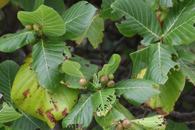 Guettarda speciosa, photographed by Greg Tasney