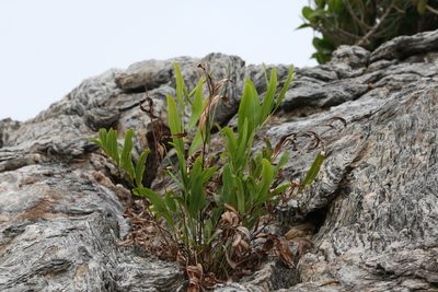 Acrostichum speciosum, photographed by Greg Tasney