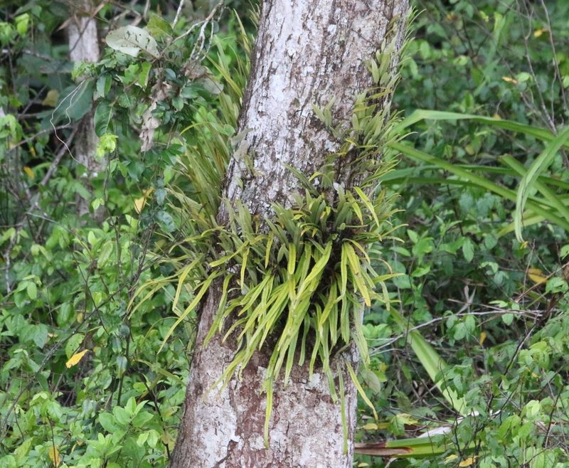 Pyrrosia longifolia, photographed by Greg Tasney