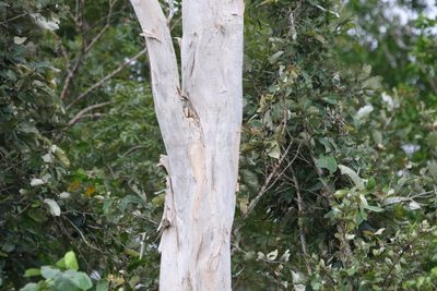Melaleuca leucadendra, photographed by Greg Tasney