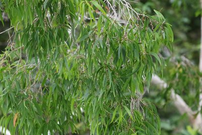 Melaleuca leucadendra, photographed by Greg Tasney