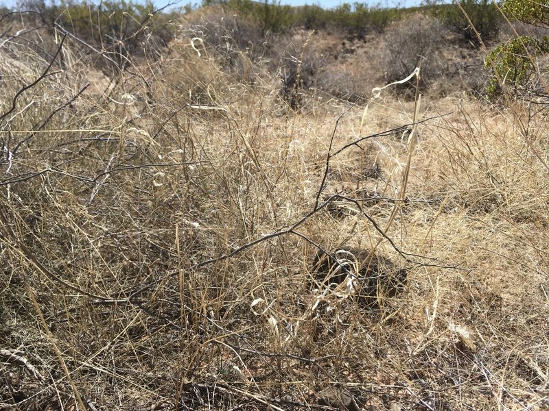 Panicum hirticaule, photographed by Cecelia Alexander