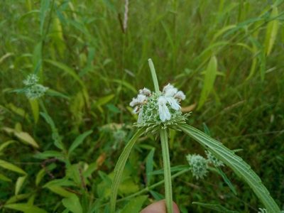Leucas stelligera, photographed by S.MORE