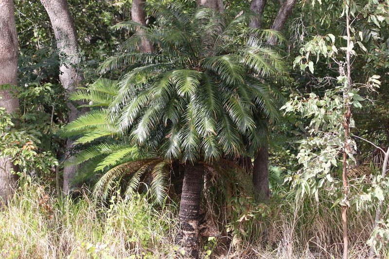 Lepidozamia hopei, photographed by Greg Tasney