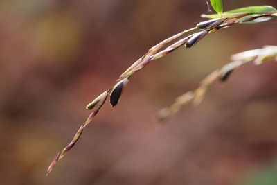 Chimonobambusa marmorea, photographed by harum.koh