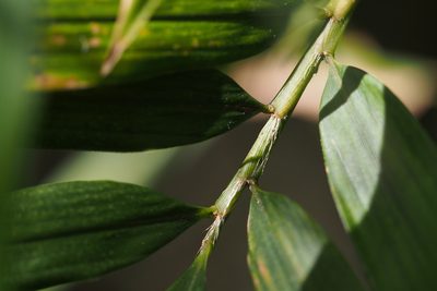 Chimonobambusa marmorea, photographed by harum.koh