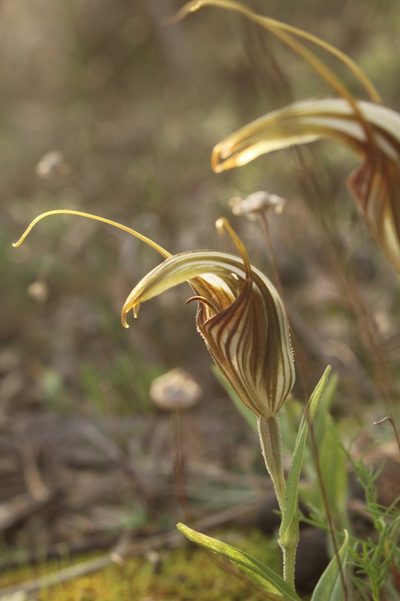 Pterostylis hamiltonii, photographed by Em Lamond