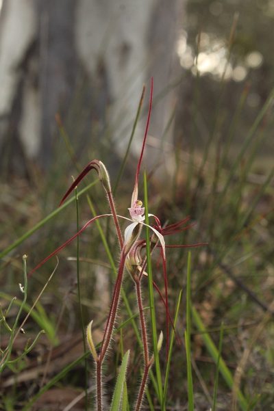 Caladenia hiemalis, photographed by Em Lamond