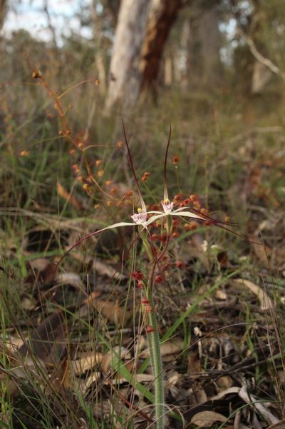 Caladenia hiemalis, photographed by Em Lamond