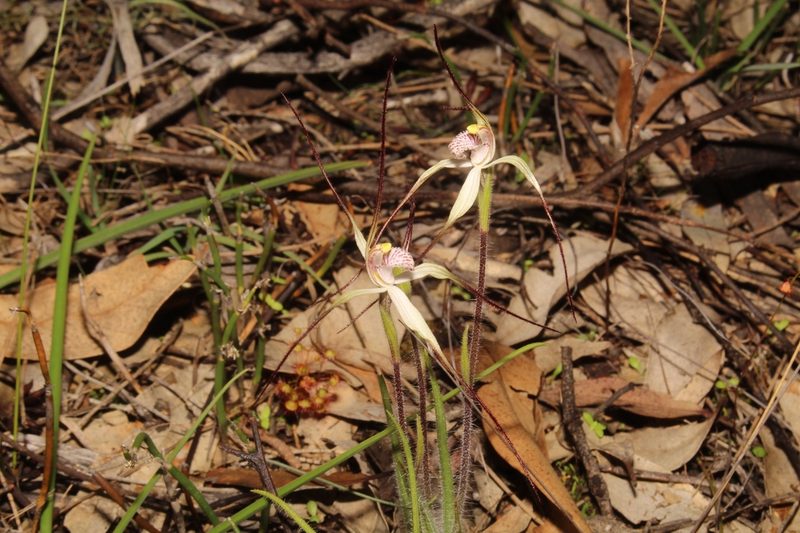 Caladenia hiemalis, photographed by Em Lamond