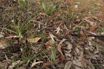 Caladenia hiemalis, photographed by Em Lamond