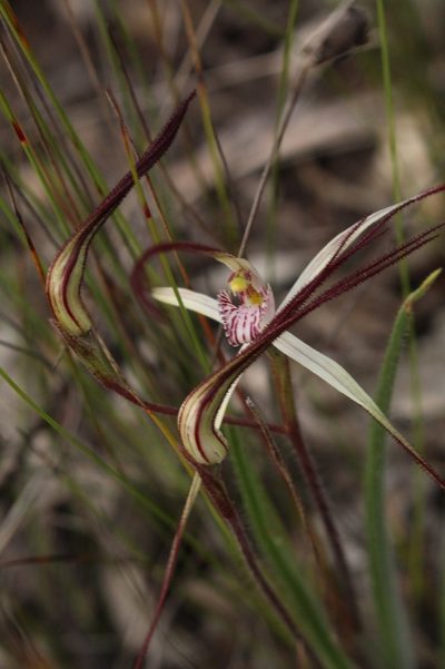 Caladenia hiemalis, photographed by Em Lamond