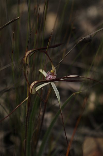 Caladenia hiemalis, photographed by Em Lamond