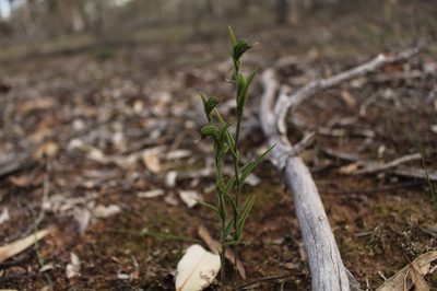 Pterostylis sargentii, photographed by Em Lamond