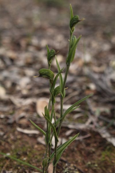 Pterostylis sargentii, photographed by Em Lamond