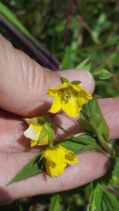 Lysimachia hybrida, photographed by Norma Malinowski