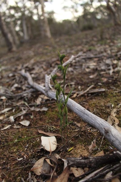 Pterostylis sargentii, photographed by Em Lamond