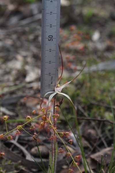 Caladenia hiemalis, photographed by Em Lamond
