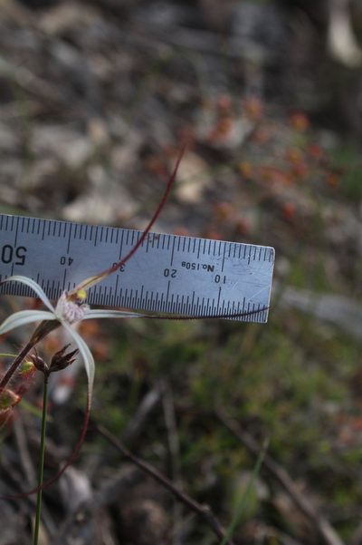 Caladenia hiemalis, photographed by Em Lamond