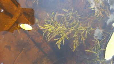 Potamogeton gramineus, photographed by Norma Malinowski