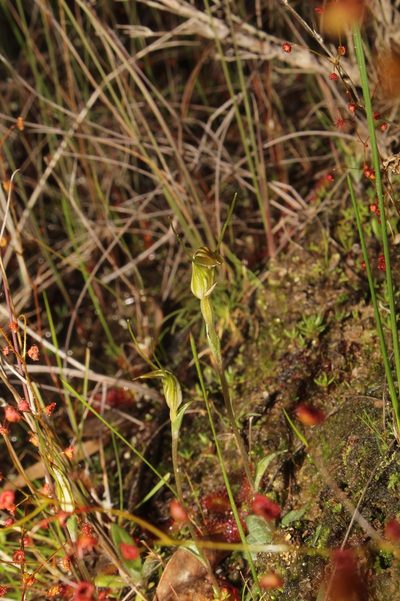 Pterostylis parva, photographed by Em Lamond