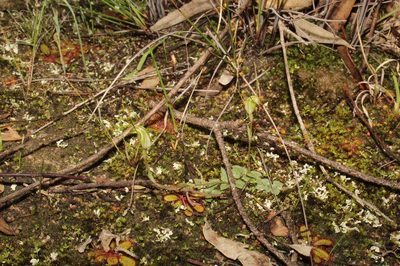 Pterostylis parva, photographed by Em Lamond