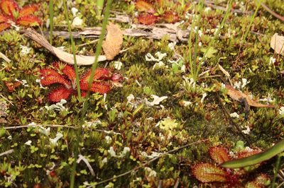 Drosera tubaestylis, photographed by Em Lamond