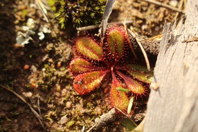 Drosera tubaestylis, photographed by Em Lamond