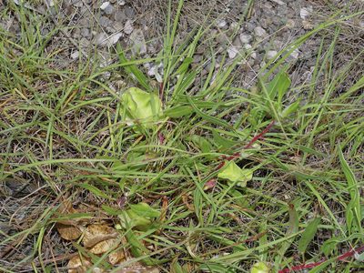Oenothera macrocarpa, photographed by Michelle W. （鍾偉瑋）
