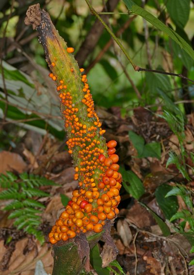 Amorphophallus hewittii, photographed by Bernard DUPONT