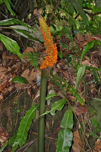Amorphophallus hewittii, photographed by Bernard DUPONT