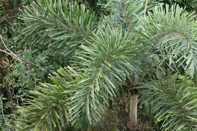 Normanbya normanbyi, photographed by Greg Tasney