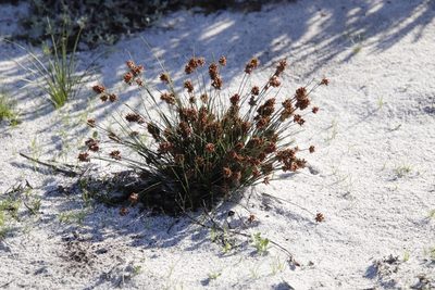 Ficinia bulbosa, photographed by Tony Rebelo