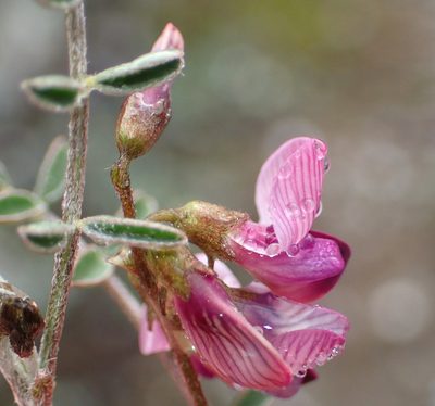Lessertia annularis, photographed by Nicola van Berkel