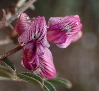 Lessertia annularis, photographed by Nicola van Berkel