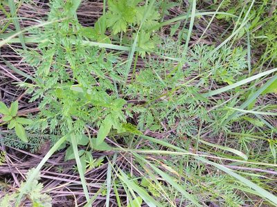 Selinum carvifolia, photographed by Dmitriy Bochkov