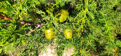 Cupressus sempervirens, photographed by Алексей Ябс