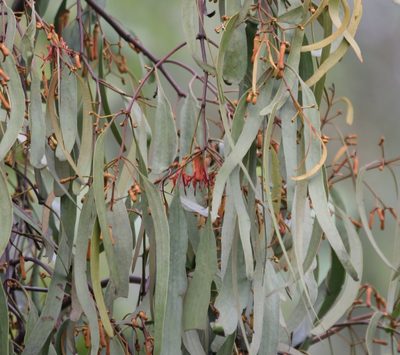 Amyema bifurcata, photographed by Greg Tasney